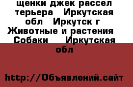 щенки джек рассел терьера - Иркутская обл., Иркутск г. Животные и растения » Собаки   . Иркутская обл.